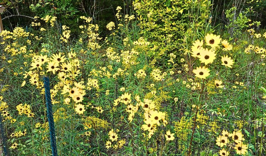 229 Pine Valley Dr, Bassett, VA 24055 - 4 Beds, 4 Bath