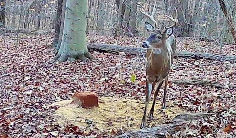 74521 Lively Ridge Rd, Albany, OH 45710 - 2 Beds, 3 Bath