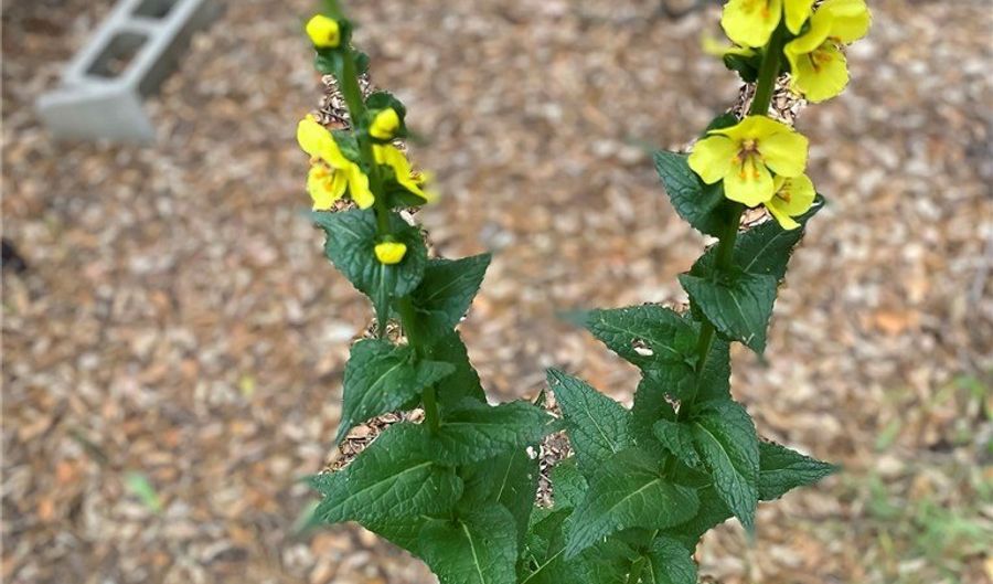 6461 Chesebro Rd, Agoura Hills, CA 91301 - 0 Beds, 0 Bath