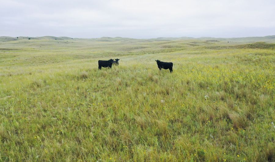 755 90 +/- Acres, Arnold, NE 69120 - 0 Beds, 0 Bath