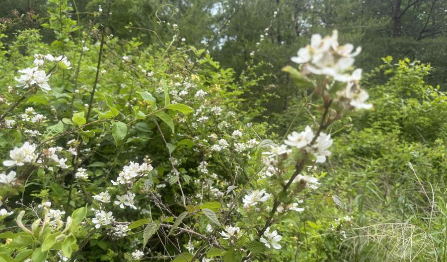 Ashland Camp Loop lot 167, Beattyville, KY 41311 - 0 Beds, 0 Bath