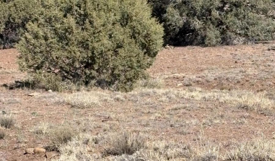 N8715, Concho, AZ 85924 - 0 Beds, 0 Bath