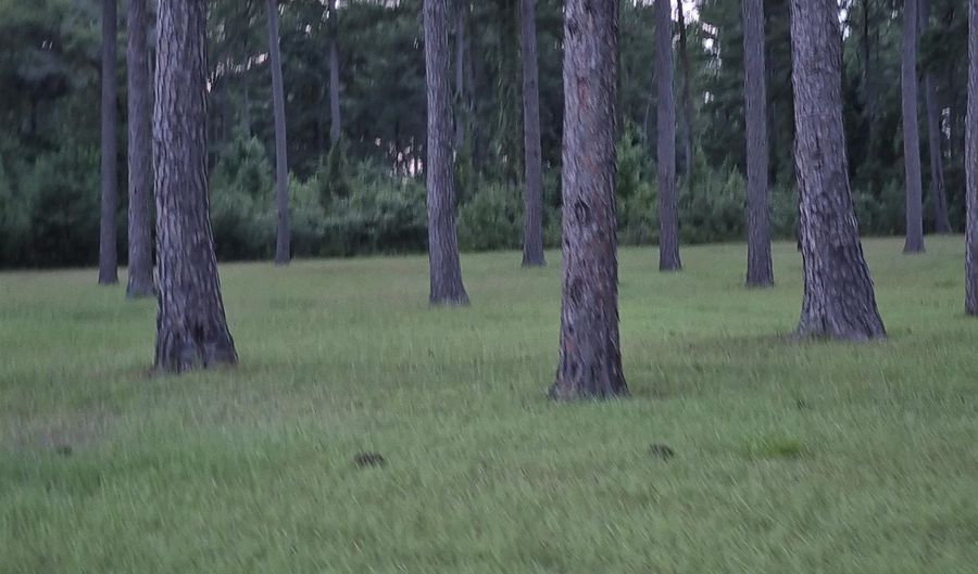 001 Bush Isle Rd, Andalusia, AL 36421 - 0 Beds, 0 Bath