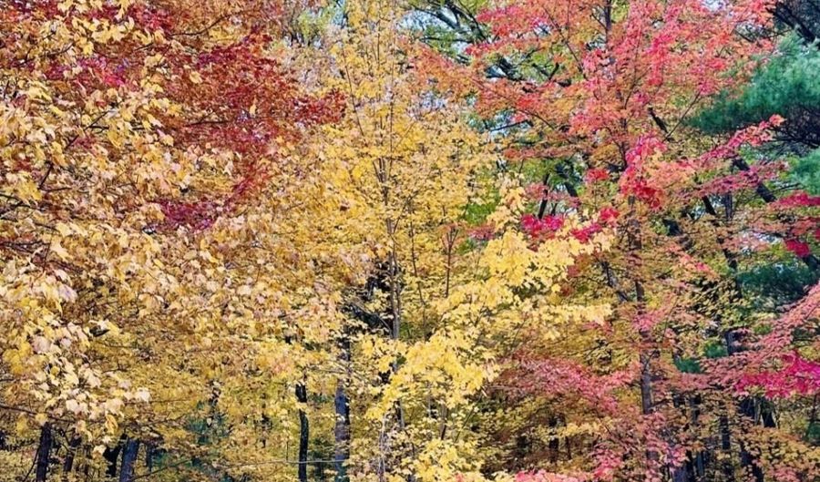 Lot 33 S Badger Lane, Arkdale, WI 54613 - 0 Beds, 0 Bath