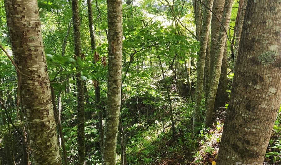 Green Ridge Falls Road, Barnardsville, NC 28709 - 0 Beds, 0 Bath