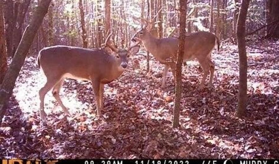 00 Pinola Braxton Rd, Braxton, MS 39044 - 0 Beds, 0 Bath