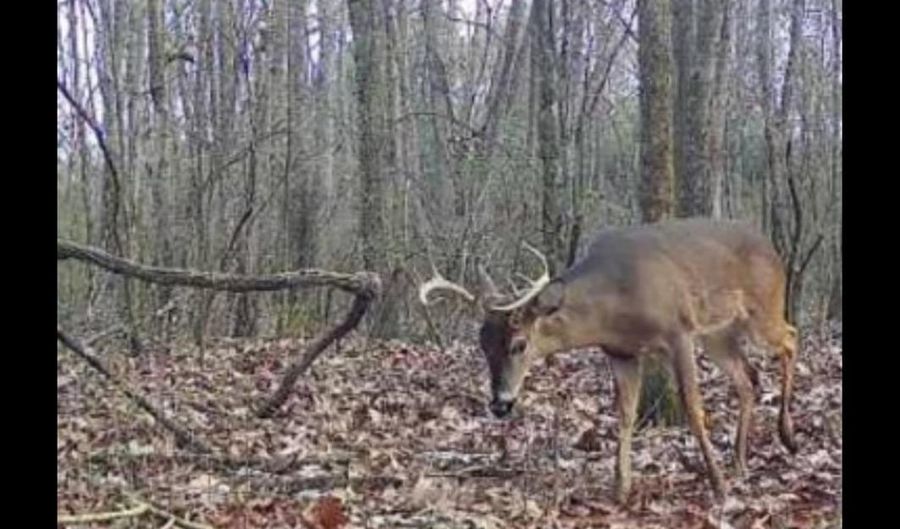 21 6 Holly Ave, Attalla, AL 35954 - 0 Beds, 0 Bath