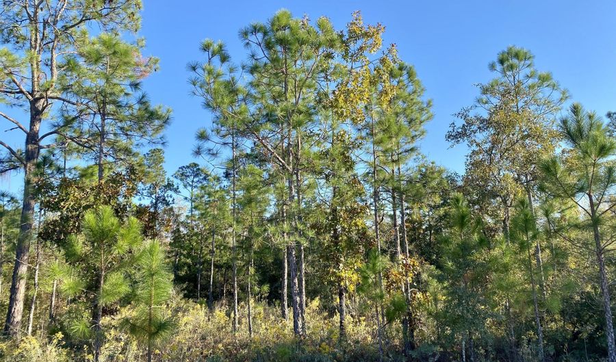 Nezperce Drive lot 128, Alford, FL 32420 - 0 Beds, 0 Bath