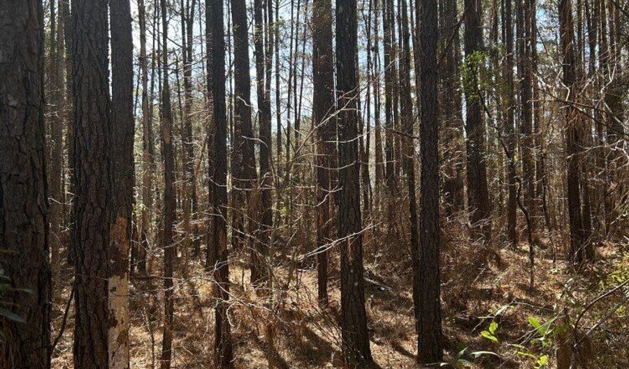 0 Mail Route Rd, Bonneau, SC 29431 - 0 Beds, 0 Bath