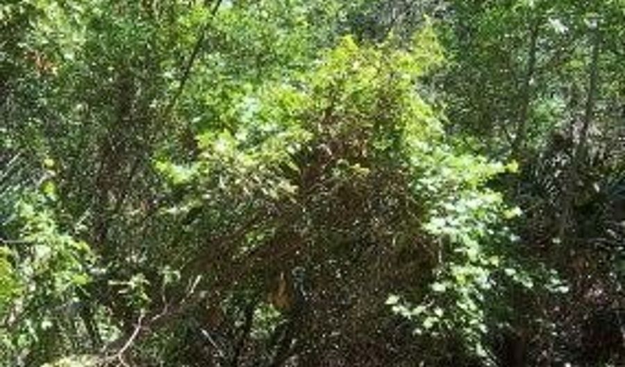 126 Edward Teach, Bald Head Island, NC 28461 - 0 Beds, 0 Bath