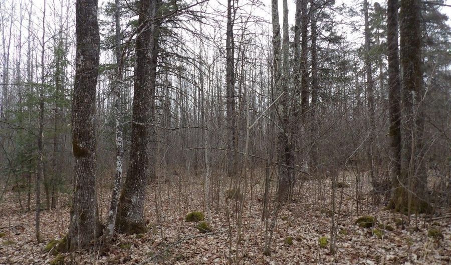 Off WRIGHT RD 40+/- Acre, Winter, WI 54896 - 0 Beds, 0 Bath