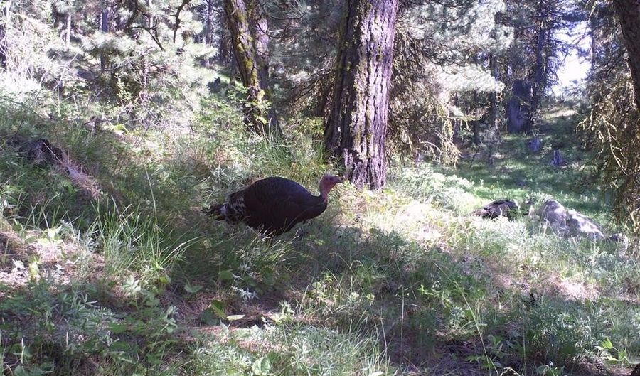 L16 B1 Lantern Way lot 16, Cascade, ID 83611 - 0 Beds, 0 Bath
