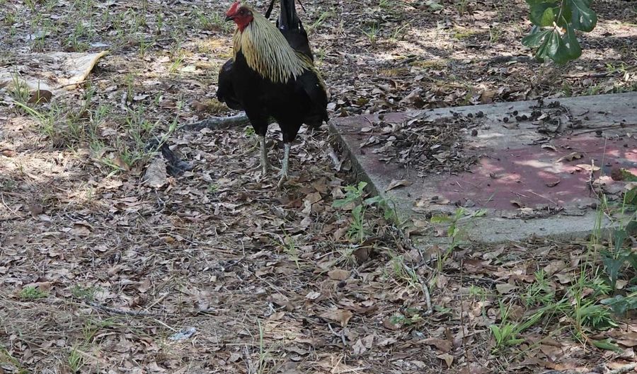 7173 Capers Path, Aiken, SC 29803 - 4 Beds, 2 Bath