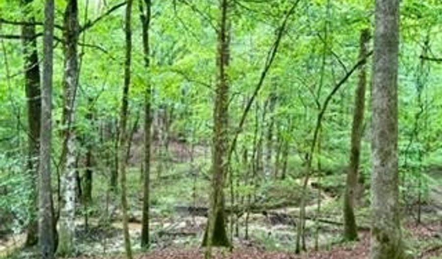 CR 265, Bruce, MS 38915 - 0 Beds, 0 Bath