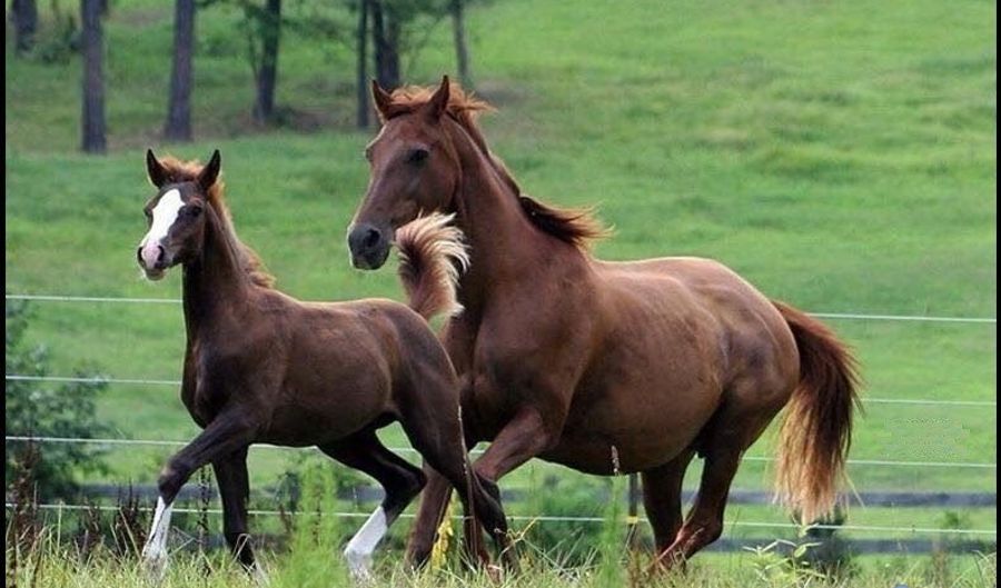 5 Acres Benchmark Trl, Amelia, VA 23002 - 0 Beds, 0 Bath