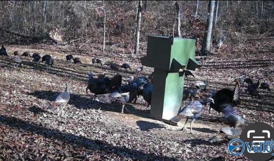 50 Acres Scenic Hwy, Attalla, AL 35954 - 0 Beds, 0 Bath