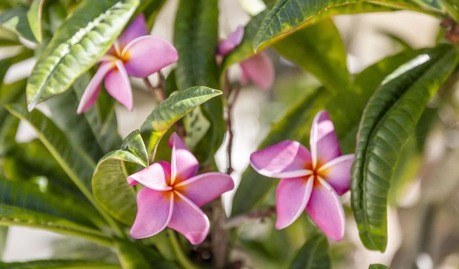 38795 Harris Truck Trl, Fallbrook, CA 92028 - 3 Beds, 3 Bath