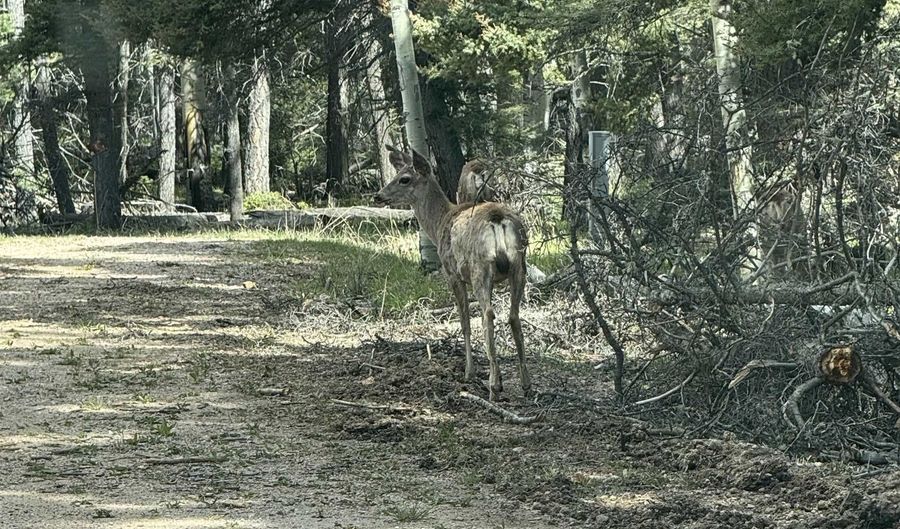 Apache Circle, Angel Fire, NM 87710 - 0 Beds, 0 Bath