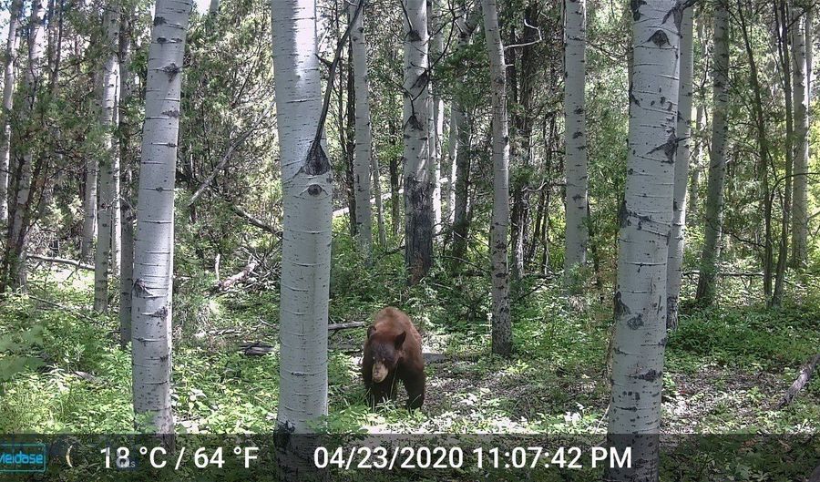 NHN Lost Creek Rd, Anaconda, MT 59711 - 0 Beds, 0 Bath