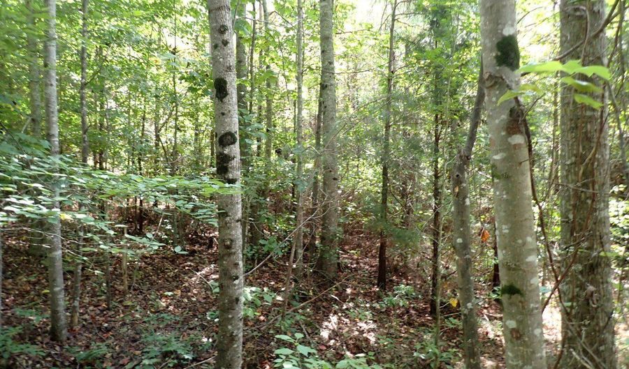 Adams Road, Bankston, AL 35542 - 0 Beds, 0 Bath