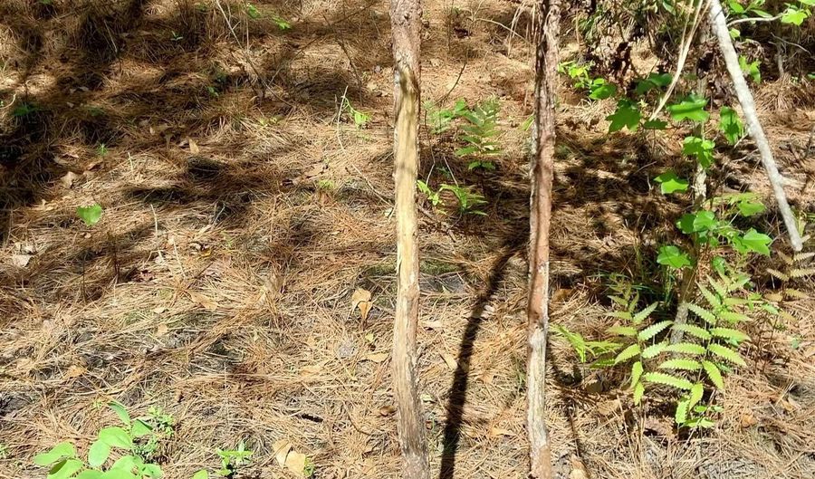 00 Hadwin Rd, Bamberg, SC 29003 - 0 Beds, 0 Bath