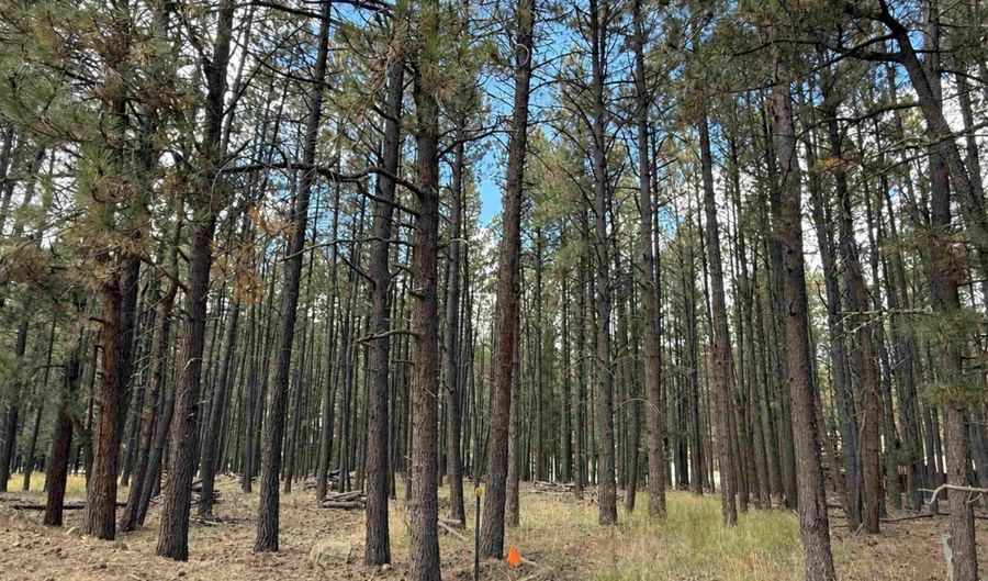 Pine Valey lot 7, Angel Fire, NM 87710 - 0 Beds, 0 Bath