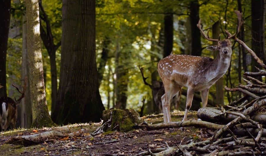 0 Horseshoe Rd, Abbeville, SC 29620 - 0 Beds, 0 Bath