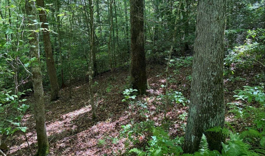 Tdb Cove Creek Rd, Bastian, VA 24314 - 0 Beds, 0 Bath