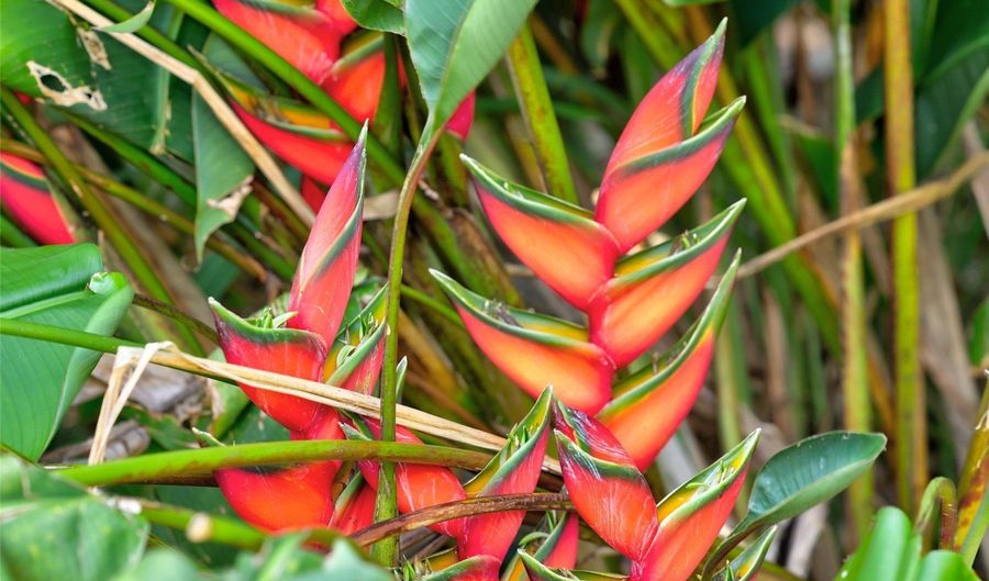 59-439 Alapio Rd, Haleiwa, HI 96712 - 0 Beds, 0 Bath