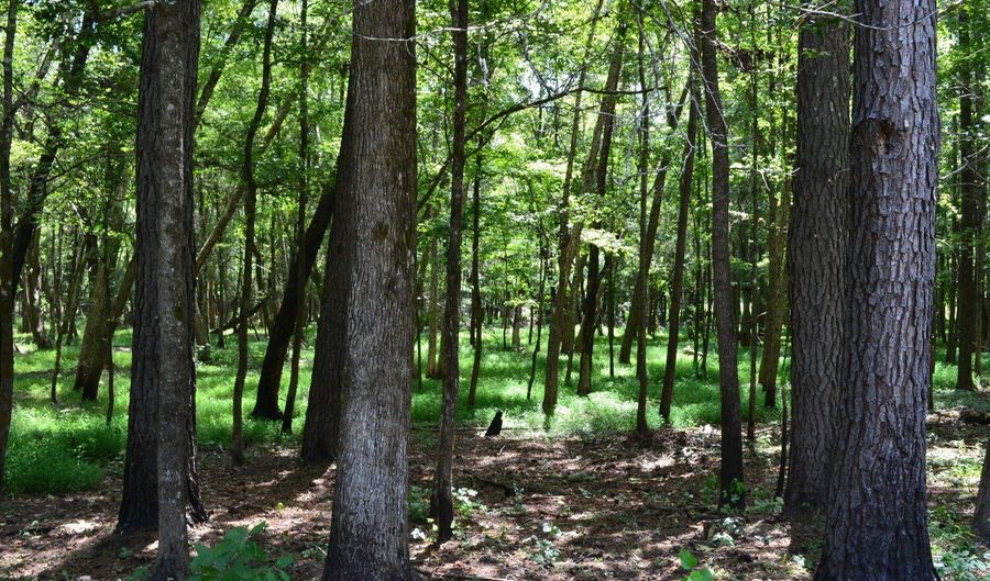 0 County Rd 22, Auburn, AL 36830 - 0 Beds, 0 Bath