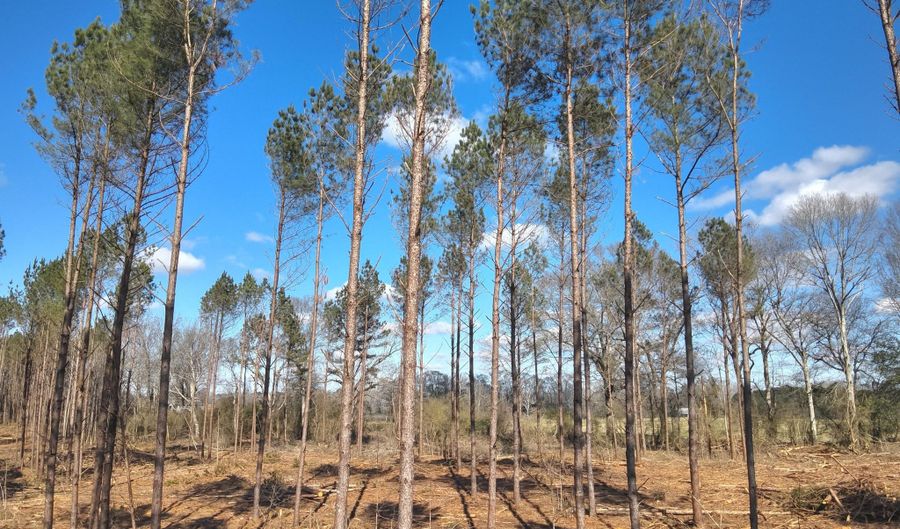 Smith County Road 99, Bay Springs, MS 39422 - 0 Beds, 0 Bath