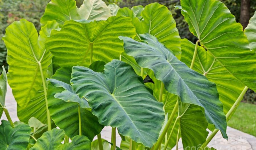 434 Lorna St, Charlotte, NC 28205 - 3 Beds, 2 Bath