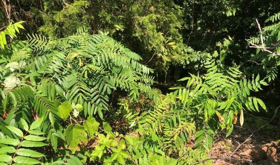 Lot 14 Melanie DR, Bella Vista, AR 72714 - 0 Beds, 0 Bath