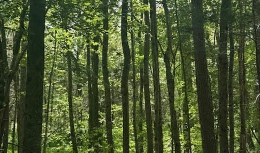 Piney Mountain Rd, Appomattox, VA 24522 - 0 Beds, 0 Bath