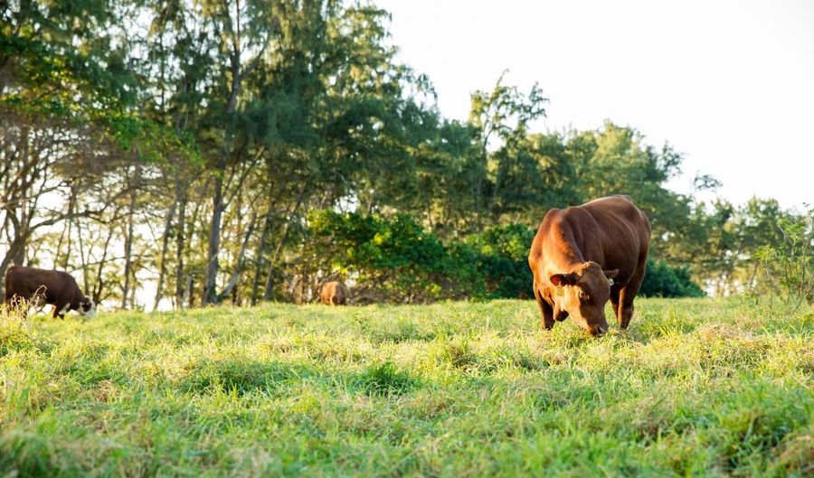 Hana Hwy, Hana, HI 96713 - 0 Beds, 0 Bath