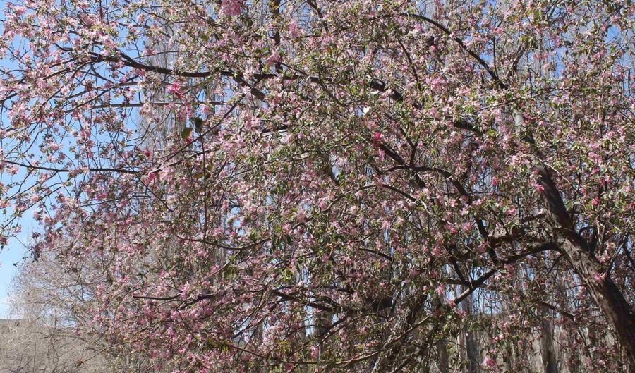 Tbd Mauer Drive, Bent, NM 88314 - 0 Beds, 0 Bath