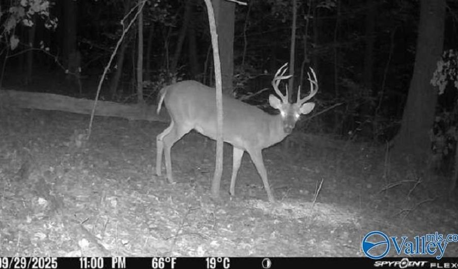 252 Naples Ln, Arab, AL 35016 - 0 Beds, 0 Bath