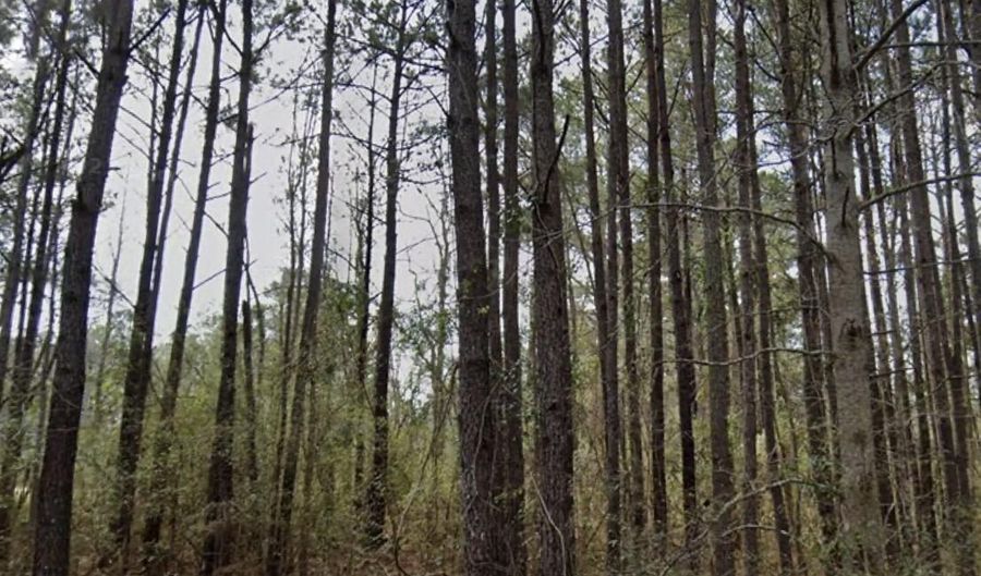 Orange Blossom Street, Andrews, SC 29510 - 0 Beds, 0 Bath