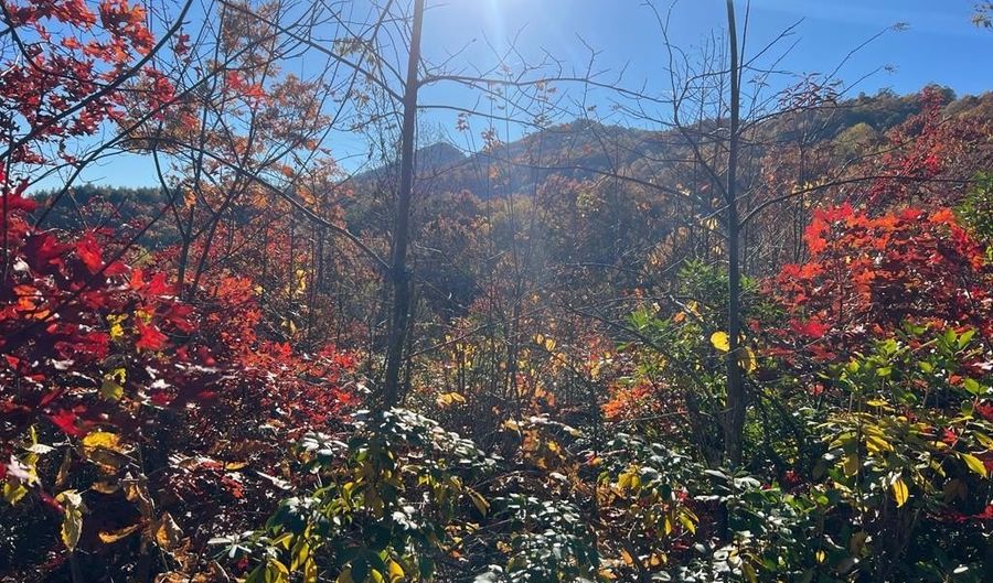 Lot 66 Musket Rd 66, Almond, NC 28702 - 0 Beds, 0 Bath