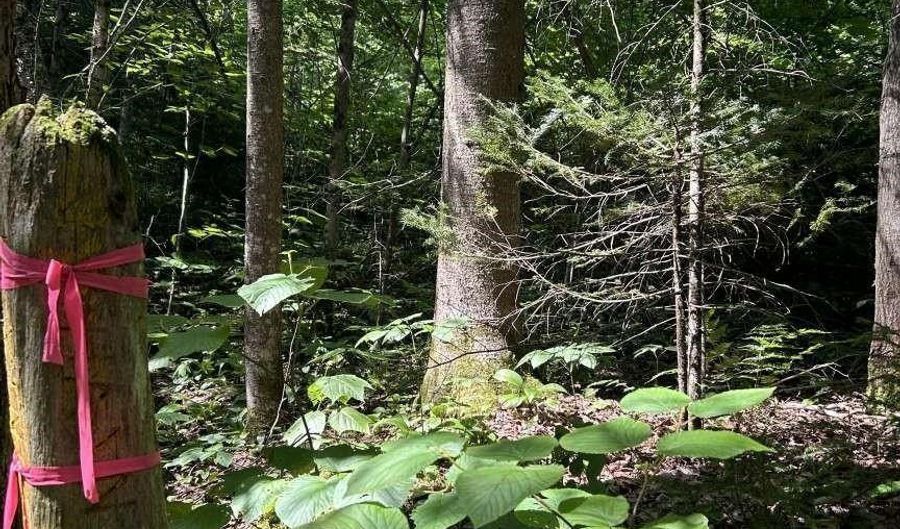 Lot 2 Claybrook Road, Averill, VT 05901 - 0 Beds, 0 Bath