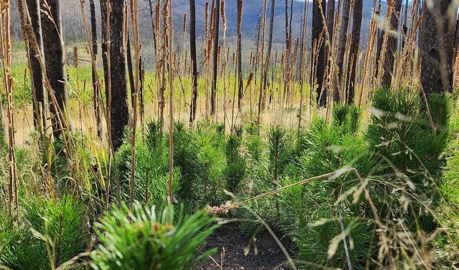 0 Crystal Mountain Rd, Bellvue, CO 80512 - 0 Beds, 0 Bath