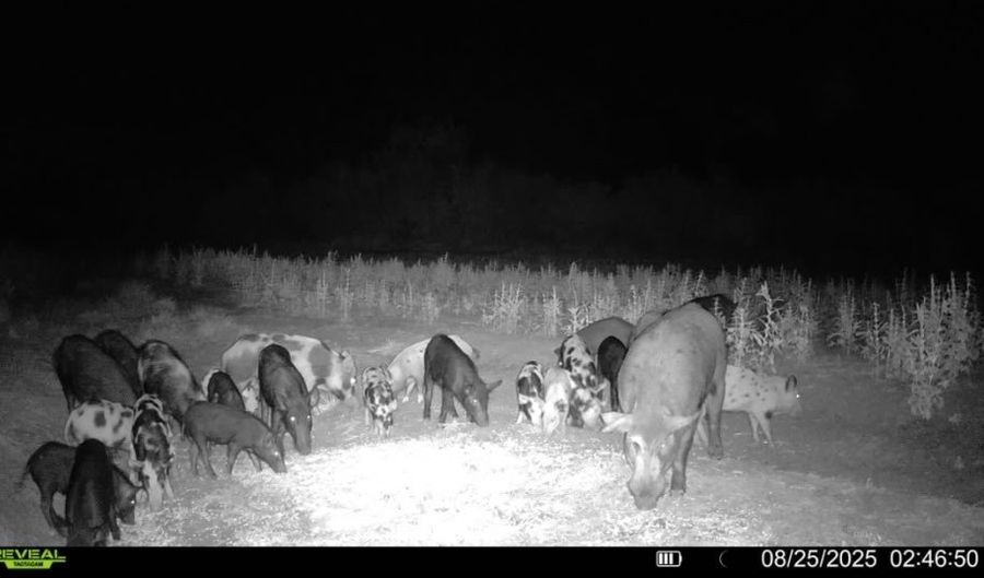 1121 County Road 481, Alice, TX 78332 - 0 Beds, 0 Bath