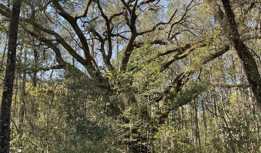 Old Military Road lot # 3, Adams Run, SC 29426 - 0 Beds, 0 Bath