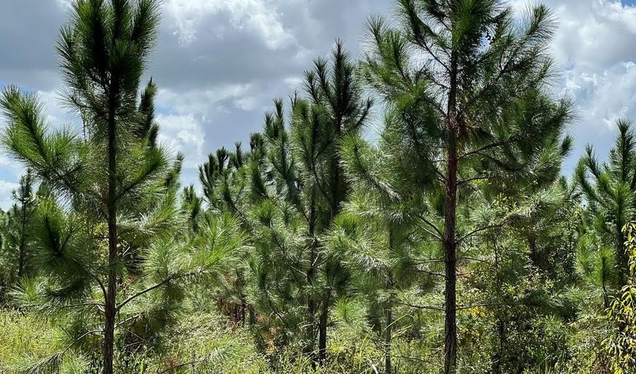 Lot 1 50th Ave, Bell, FL 32619 - 0 Beds, 0 Bath