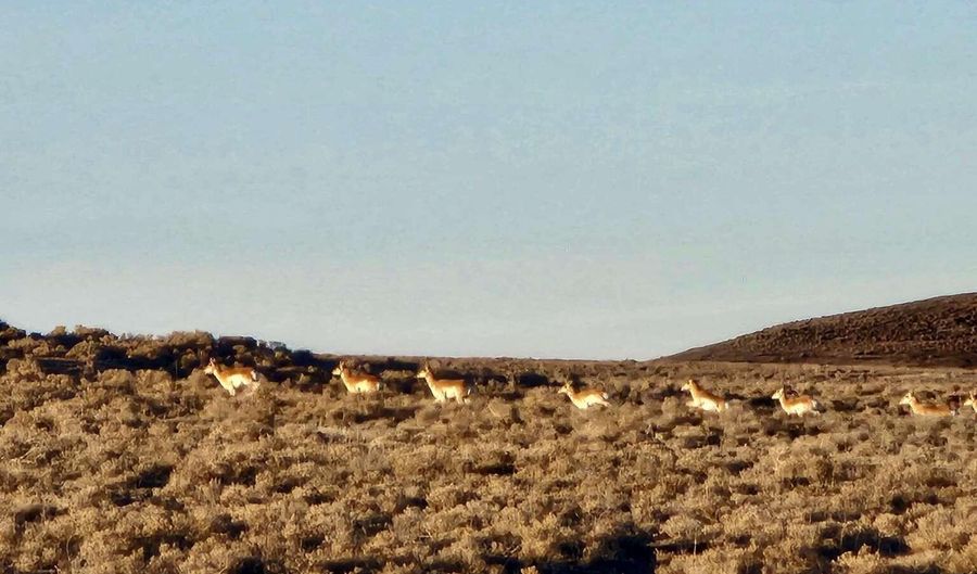 Bird Ranch Road, Crescent Valley, NV 89821 - 0 Beds, 0 Bath