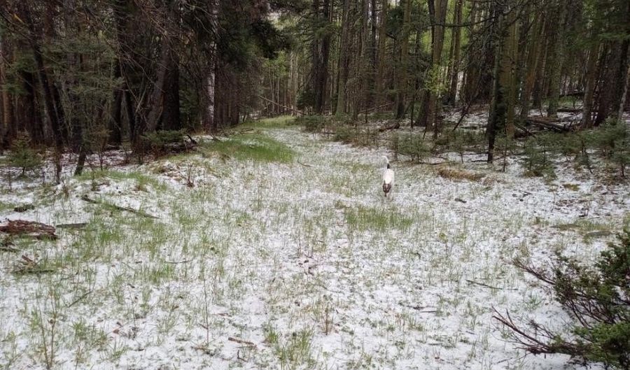 Back Basin lot 8, Angel Fire, NM 87710 - 0 Beds, 0 Bath