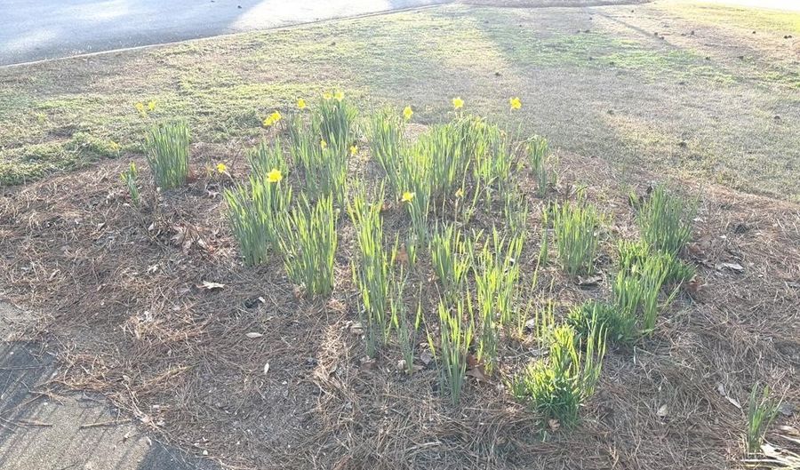 538 Virginia St, Roanoke Rapids, NC 27870 - 2 Beds, 2 Bath