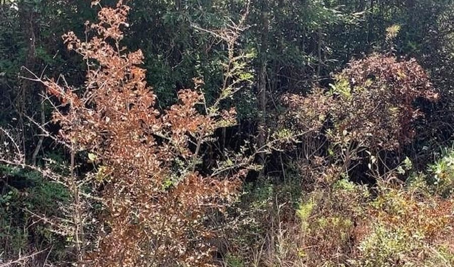 SQ 29 CRAIN Street lot 9-16, Abita Springs, LA 70420 - 0 Beds, 0 Bath