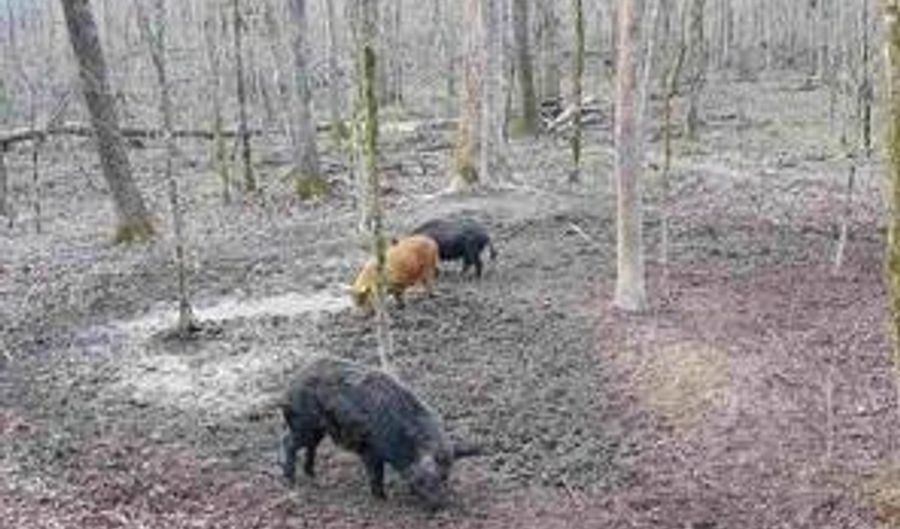 Beck Springs, Ashland, MS 38603 - 0 Beds, 0 Bath