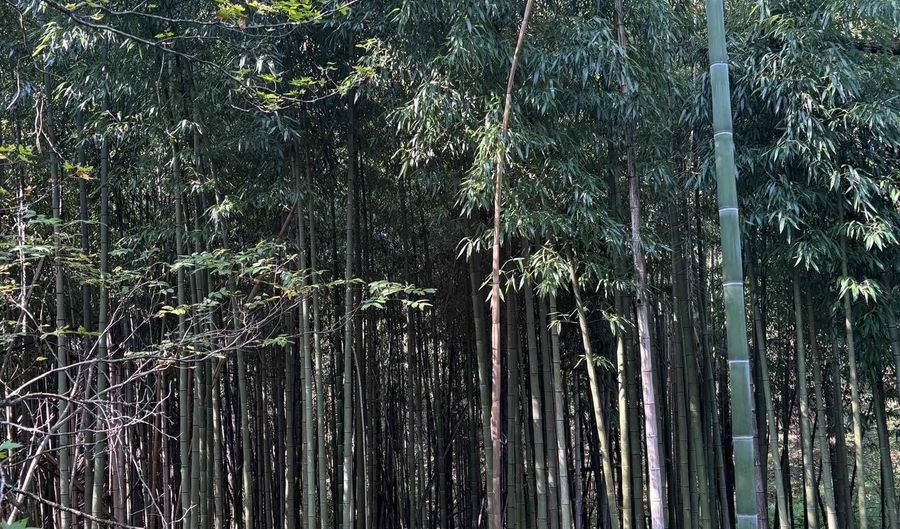 8380 Hwy 207, Anderson, AL 35610 - 2 Beds, 2 Bath